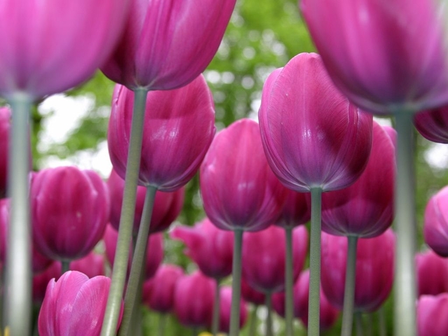 !!Tip Toe through the Pink Tulips!!