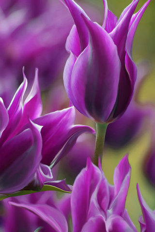 Purple Daydreams..............